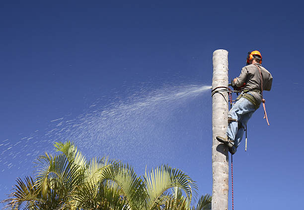 Best Fruit Tree Pruning  in Brandenburg, KY